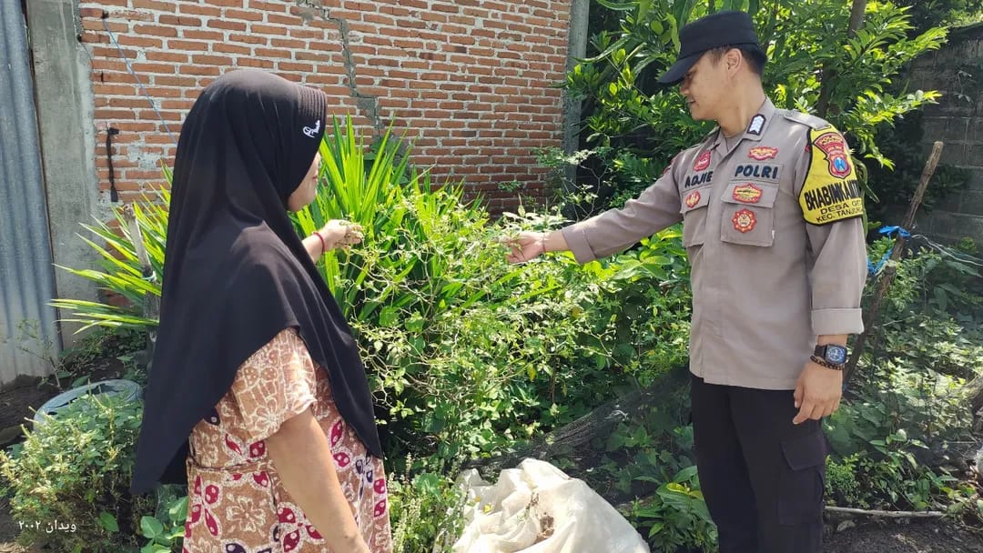 Polisi Dorong Peremajaan Tanaman Cabai, Pekarangan Warga Getas Kembali Produktif