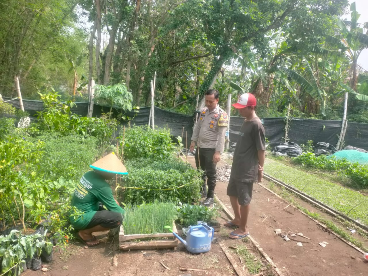 Bhabinkamtibmas Gejakan Sulap Pekarangan Jadi Lahan Pembibitan, Dukung Ketahanan Pangan
