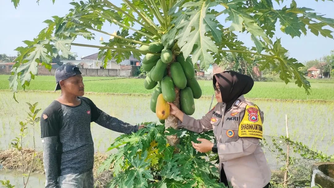 Polisi Wanita Turun Lapangan, Bhabinkamtibmas Ngadirejo Pantau Lahan Pepaya Warga untuk Ketahanan Pangan