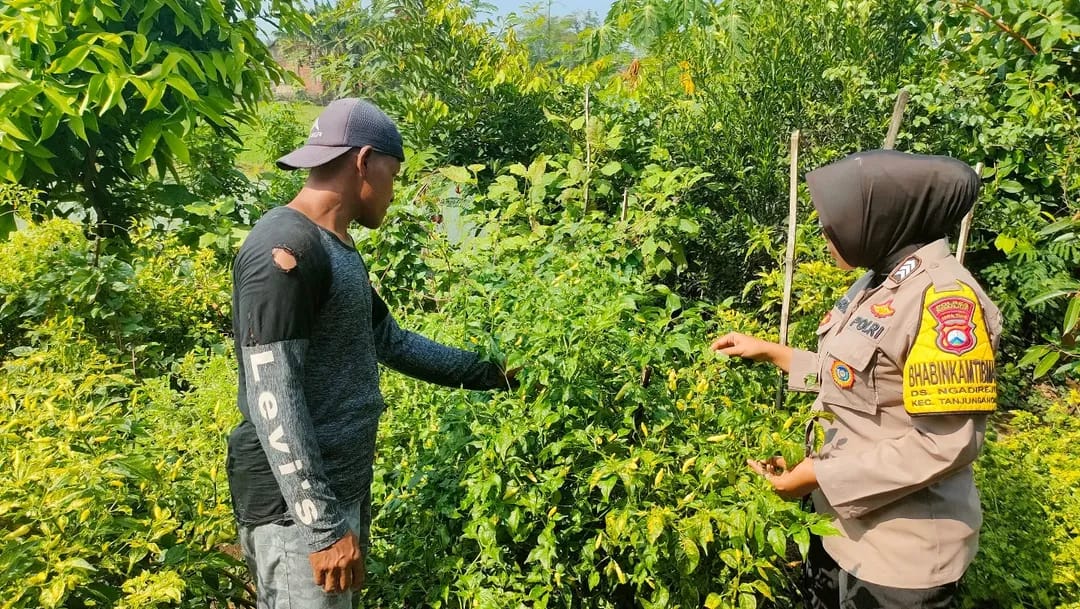 Bhabinkamtibmas Ngadirejo Beri Solusi Jarak Tanam Cabai, Dorong Hasil Lebih Padat