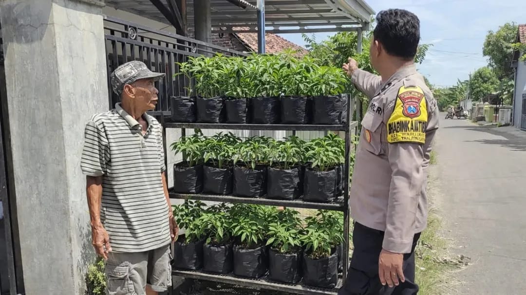 Urban Farming ala Bhabinkamtibmas Warujayeng, Rak Besi Disulap Jadi Kebun Cabai Produktif