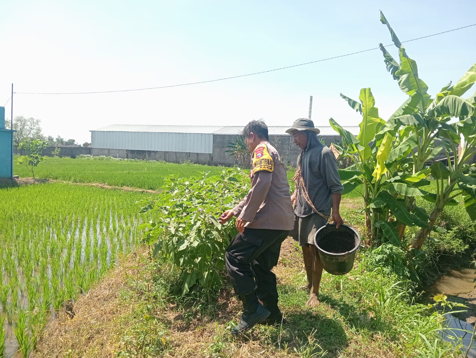 Manfaatkan Lahan Sela, Bhabinkamtibmas Gemenggeng Pantau Tanaman Terong Warga