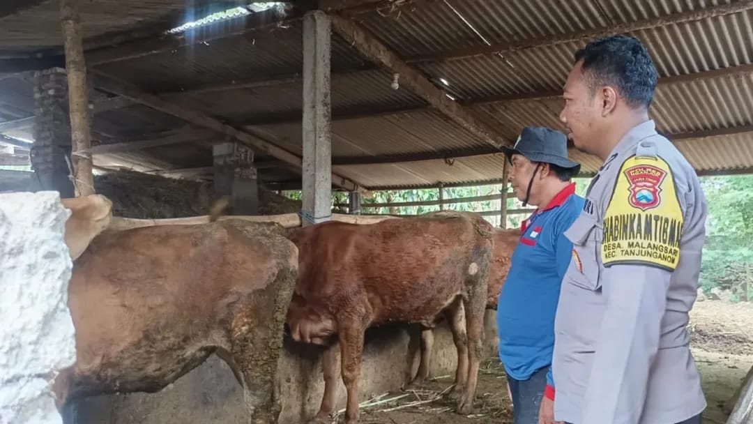 Bhabinkamtibmas Malangsari Pantau Ternak Sapi, Ingatkan Pengelolaan Limbah Ramah Lingkungan