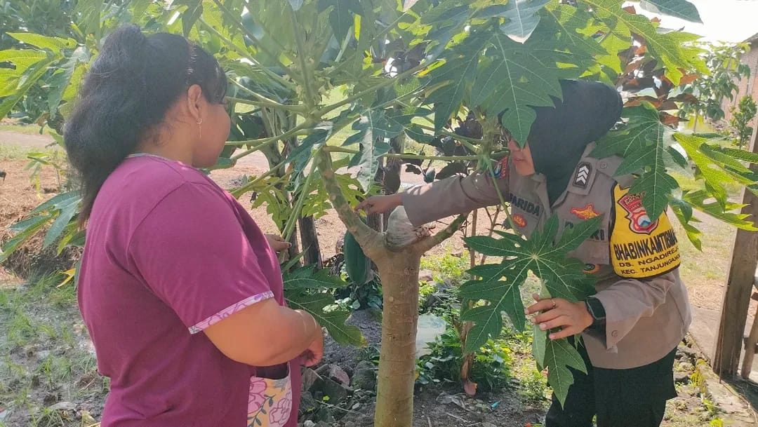 Bhabinkamtibmas Ngadirejo Pantau Kebun Pepaya Warga, Pekarangan Disulap Jadi Sumber Pangan