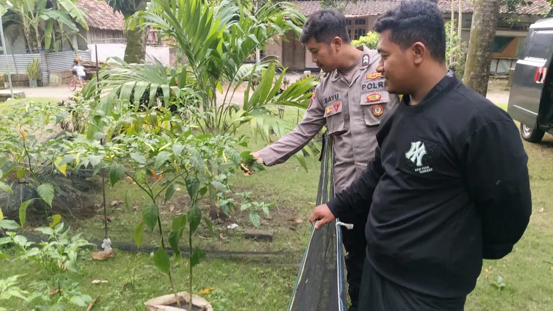Bhabinkamtibmas Sambirejo Pantau Kebun Sayur Warga, Pekarangan Jadi Penopang Ketahanan Pangan