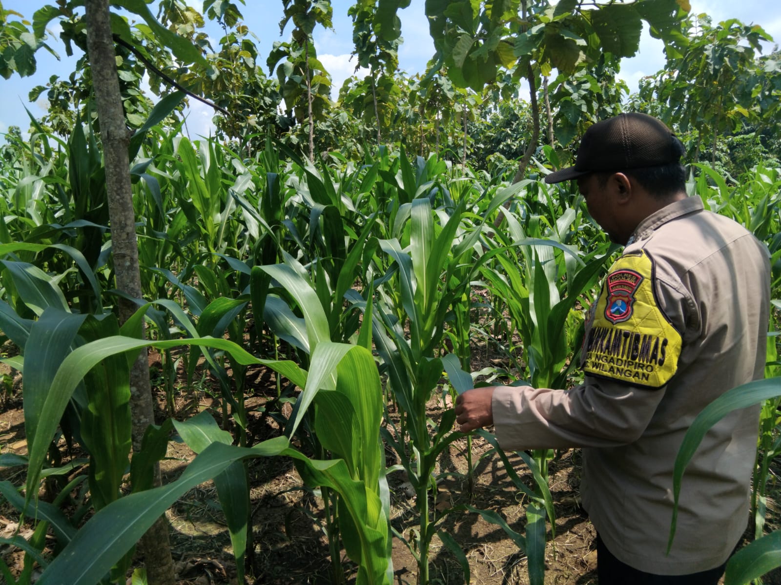 Bhabinkamtibmas Ngadipiro Pantau Lahan Kehutanan Jadi Kebun Jagung, Dukung Ketahanan Pangan