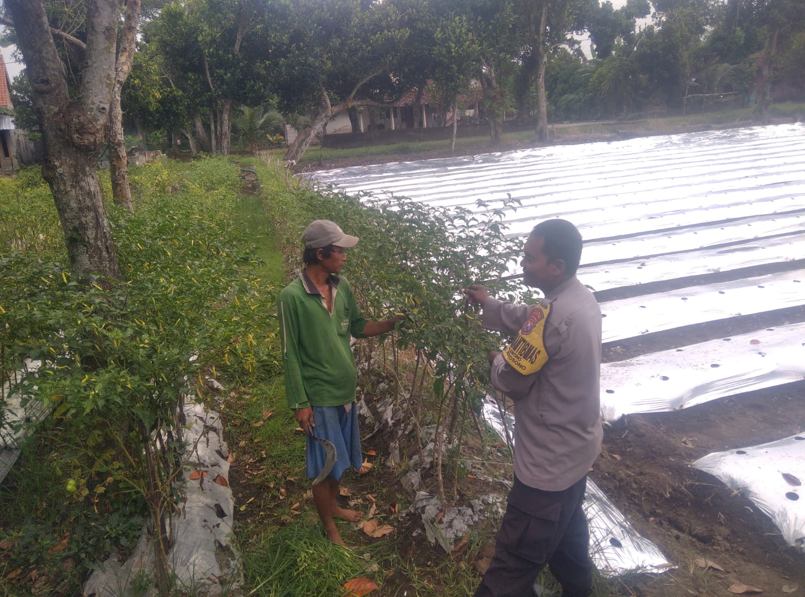 Bhabinkamtibmas Juwono Dampingi Petani, Pantau Lahan Cabai dan Persawahan untuk Swasembada Pangan