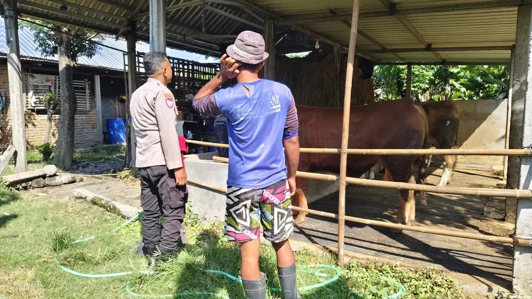 Pastikan Pakan hingga Keamanan, Bhabinkamtibmas Warujayeng Pantau Ternak Sapi Warga