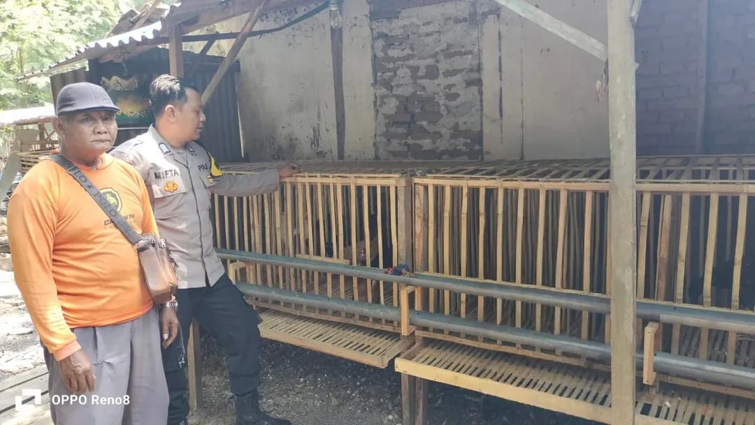Ayam Kampung Jadi Andalan, Bhabinkamtibmas Kedungrejo Pantau Ternak Warga Penopang Ketahanan Pangan