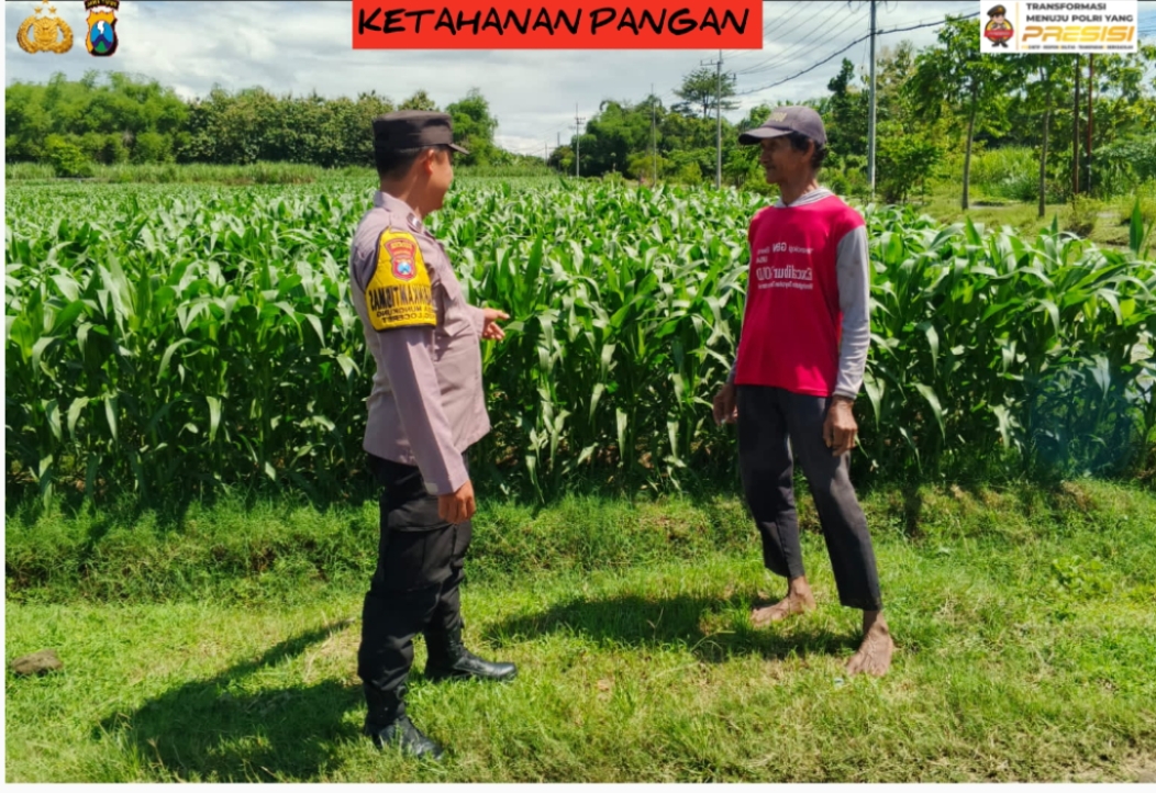 Polisi Turun ke Ladang, Bhabinkamtibmas Mungkung Pantau Jagung Warga Demi Ketahanan Pangan