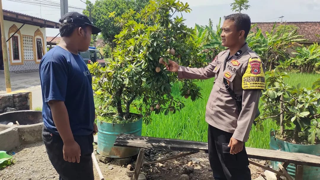 Tabulampot Jadi Andalan, Bhabinkamtibmas Demangan Dorong Pekarangan Produktif untuk Ketahanan Pangan