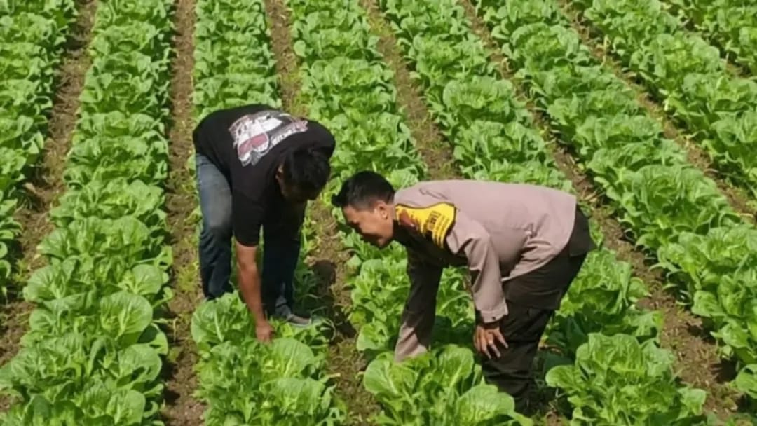 Pekarangan Jadi Kebun Sawi, Bhabinkamtibmas Banjaranyar Aktif Dorong Ketahanan Pangan