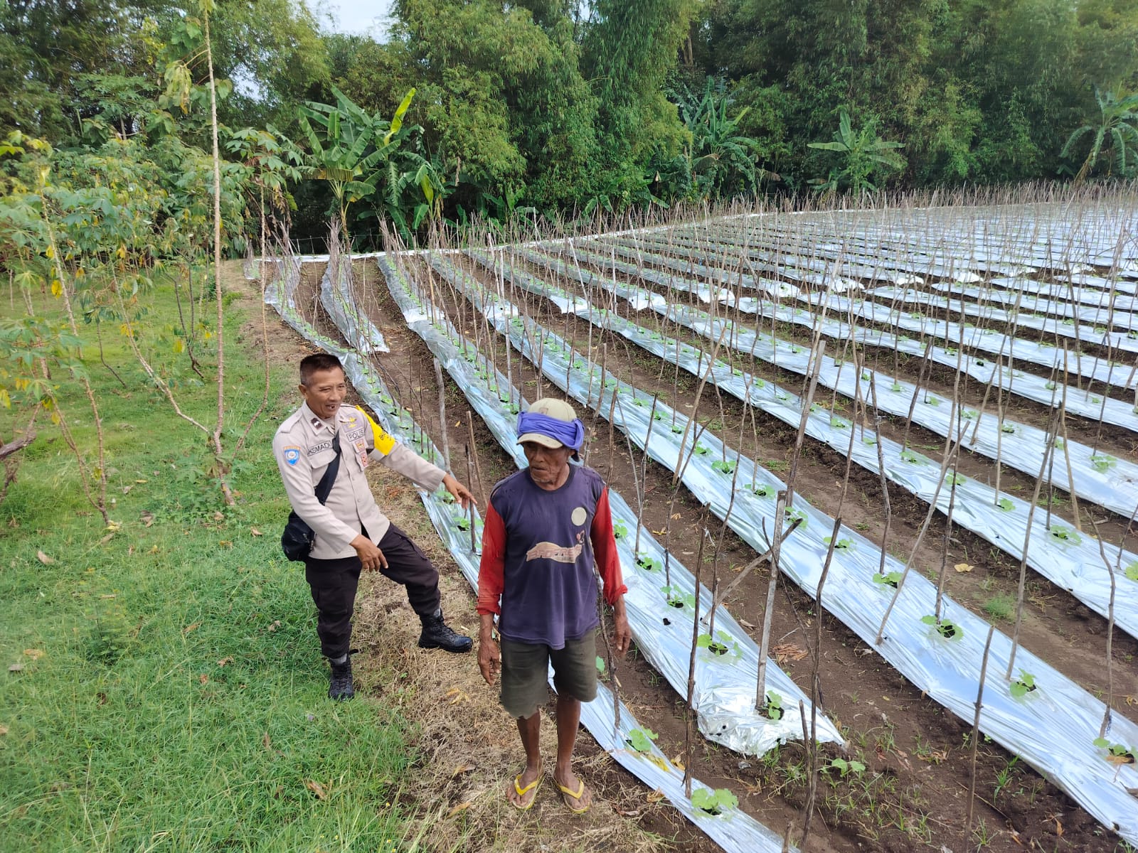 Kebun Melon Warga Jadi Perhatian, Bhabinkamtibmas Gebangkerep Dukung Ketahanan Pangan