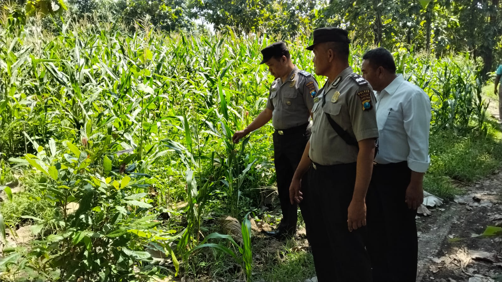 Polisi Pantau Lahan Perhutani di Wilangan, Jagung Warga Jadi Penopang Ketahanan Pangan