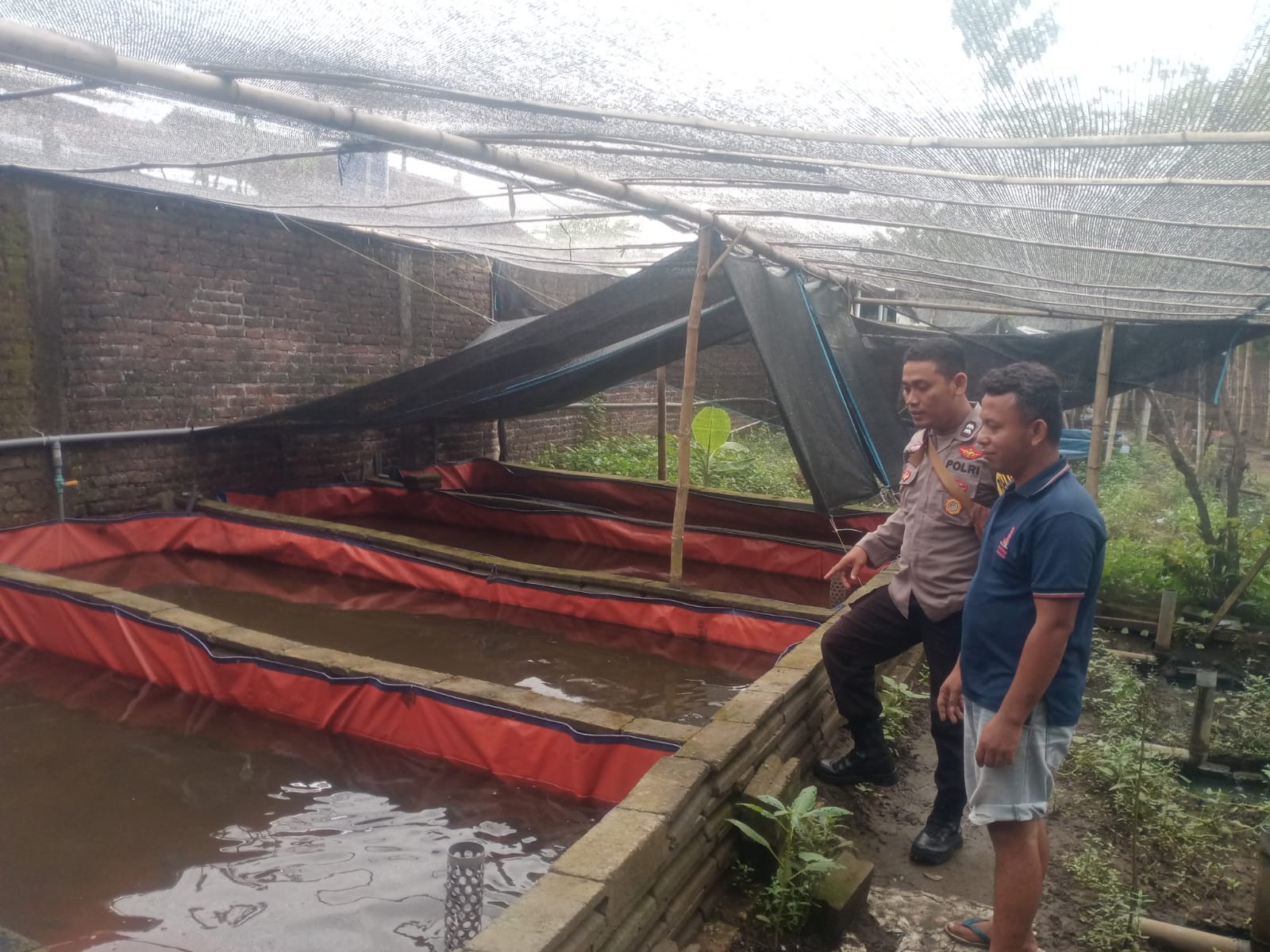 Bhabinkamtibmas Kelurahan Cangkringan Cek Kolam Ikan Konsumsi, Dukung Program Ketahanan Pangan
