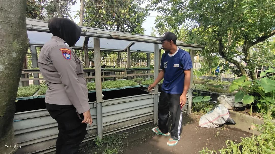 Pekarangan Warga Kampungbaru Jadi Sentra Bibit Lombok dan Terong