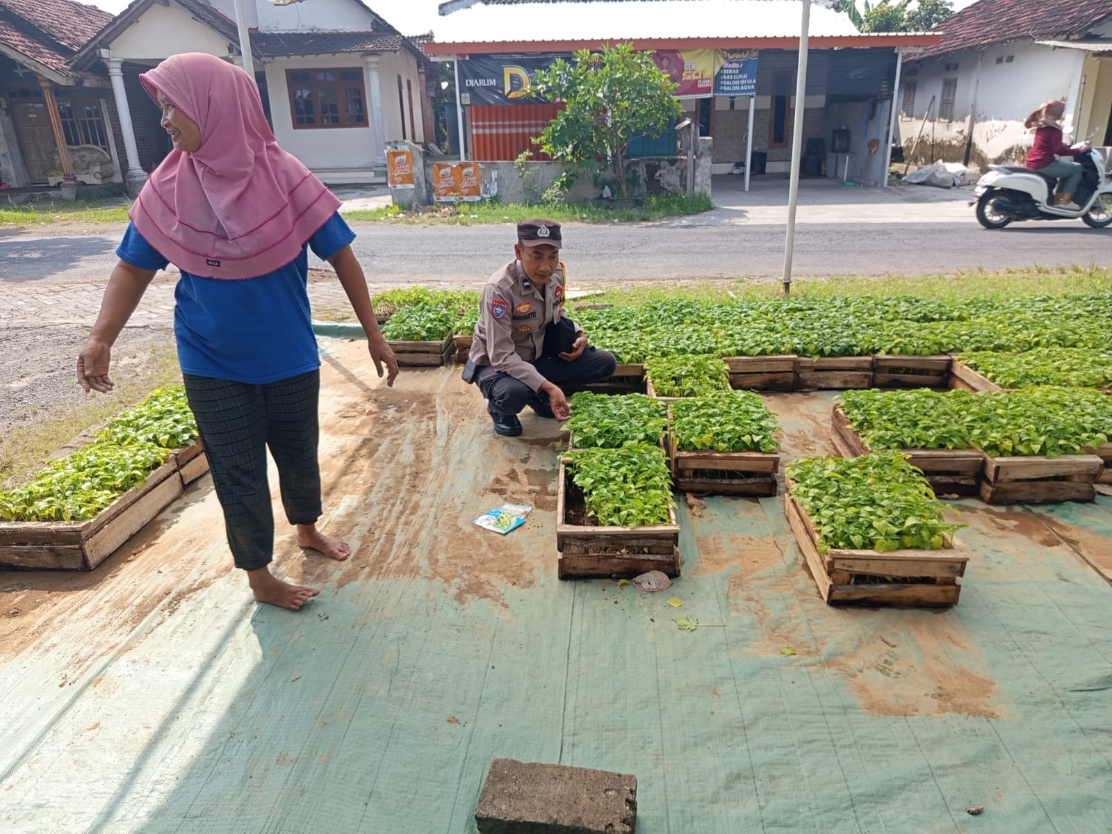 Bhabinkamtibmas Jekek Siapkan Bibit Cabe untuk Pekarangan Warga, Dukung Ketahanan Pangan