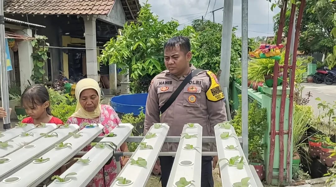 Hidroponik Sawi di Pekarangan Warga Sonobekel Jadi Langkah Modern Dukung Ketahanan Pangan