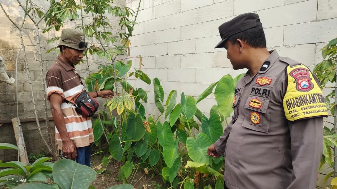 Talas Jadi Pangan Alternatif, Bhabinkamtibmas Demangan Dorong Pekarangan Produktif