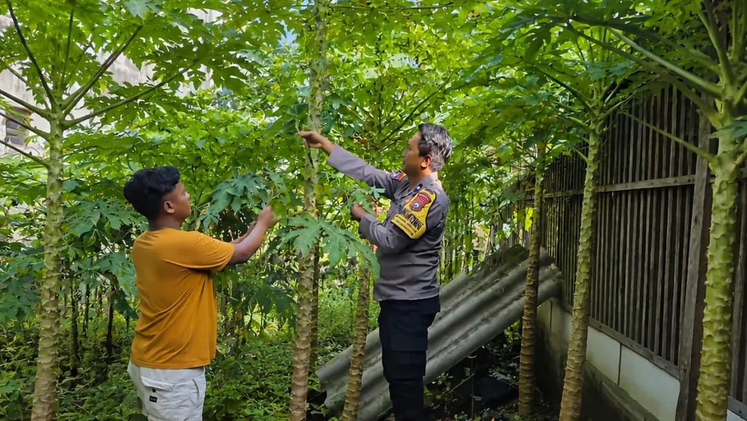 Pepaya di Pekarangan Jadi Sumber Pangan dan Ekonomi, Bhabinkamtibmas Banjaranyar Lakukan Pendampingan