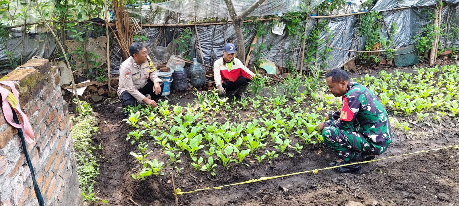 Polisi dan Babinsa Kompak Dampingi Warga Ngadipiro Tanam Sawi Bernilai Ekonomi Tinggi