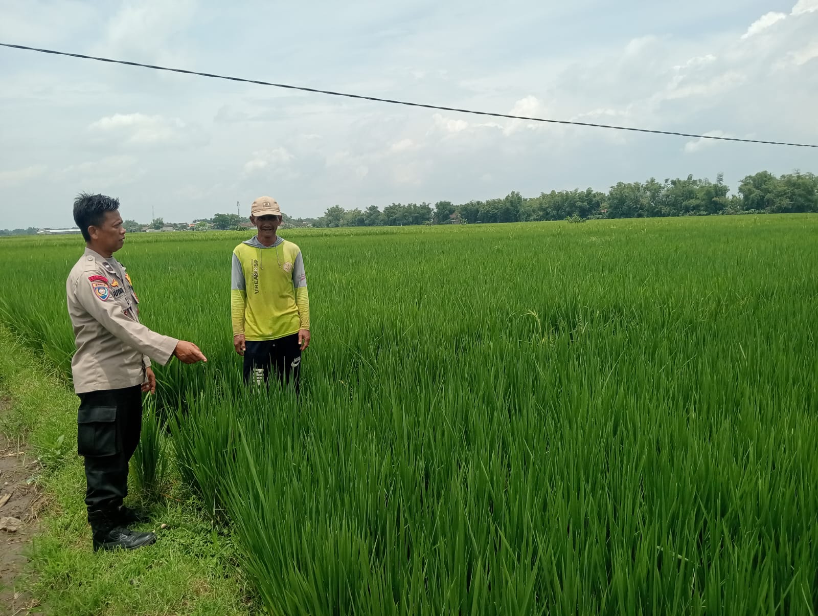 Pastikan Pupuk dan Irigasi Lancar, Bhabinkamtibmas Gemenggeng Dampingi Petani Padi