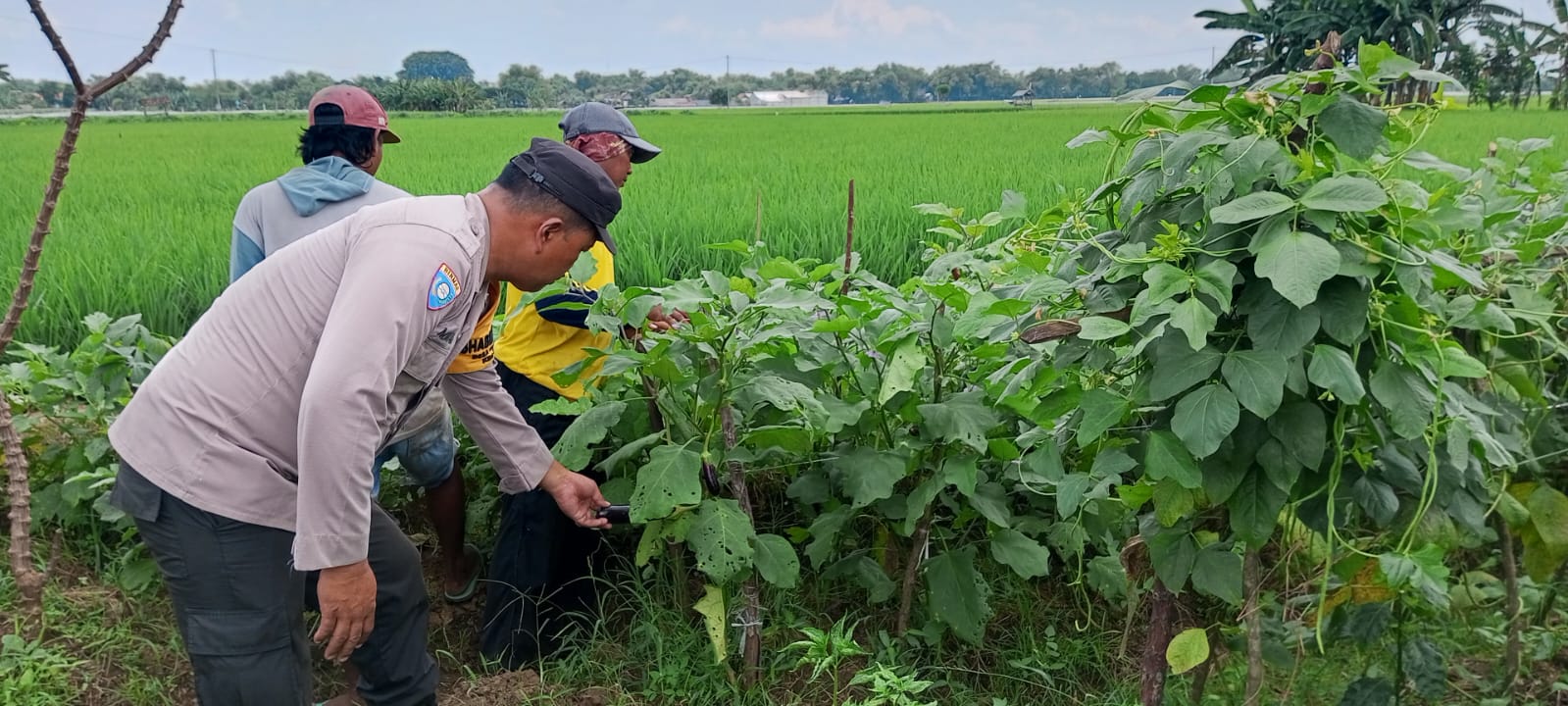 Bhabinkamtibmas Jatikalen Pantau Budidaya Terong di Tengah Hamparan Padi