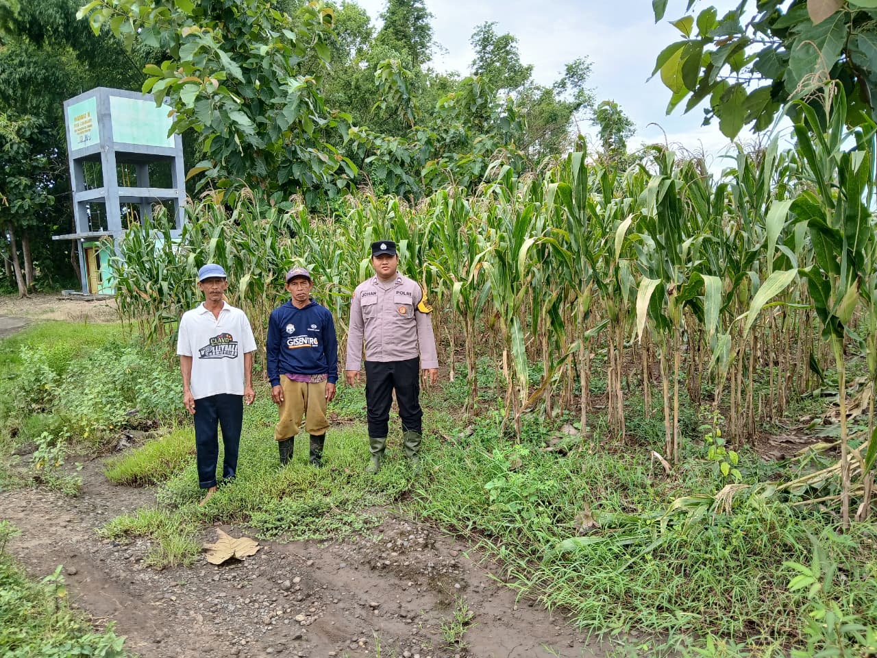 Jelang Panen Jagung, Bhabinkamtibmas Sumberkepuh Beri Edukasi Kamtibmas kepada Petani