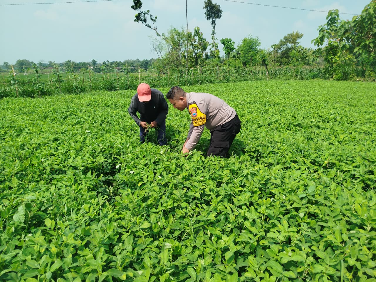 Dukung Ketahanan Pangan Nasional, Bhabinkamtibmas Desa Lumpang kuwek Sambangi Persawahan Warga