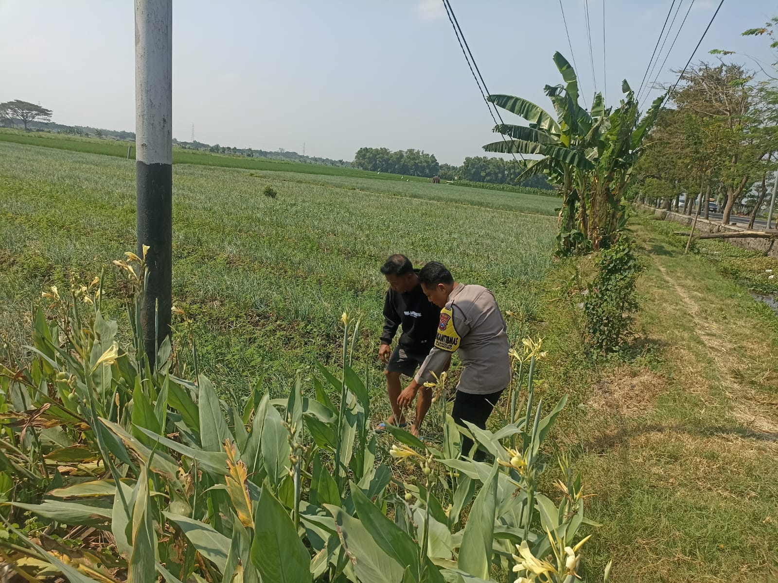 Jelang Panen Bawang Merah, Bhabinkamtibmas Bungur Perkuat Koordinasi Keamanan Lahan