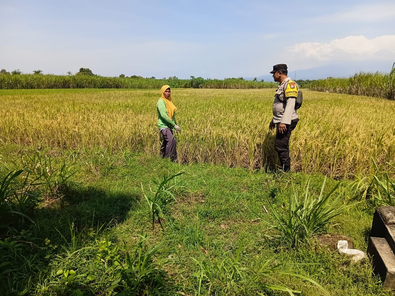 Bhabinkamtibmas Kelurahan Jatirejo Cek Lahan Padi Milik Warga Binaannya