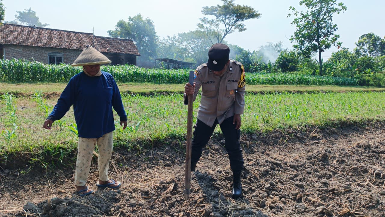 Dukung Program Ketahanan Pangan Nasional, Bhabinkamtibmas Desa Drenges Pantau Lahan Jagung Milik Warga Desa Binaannya