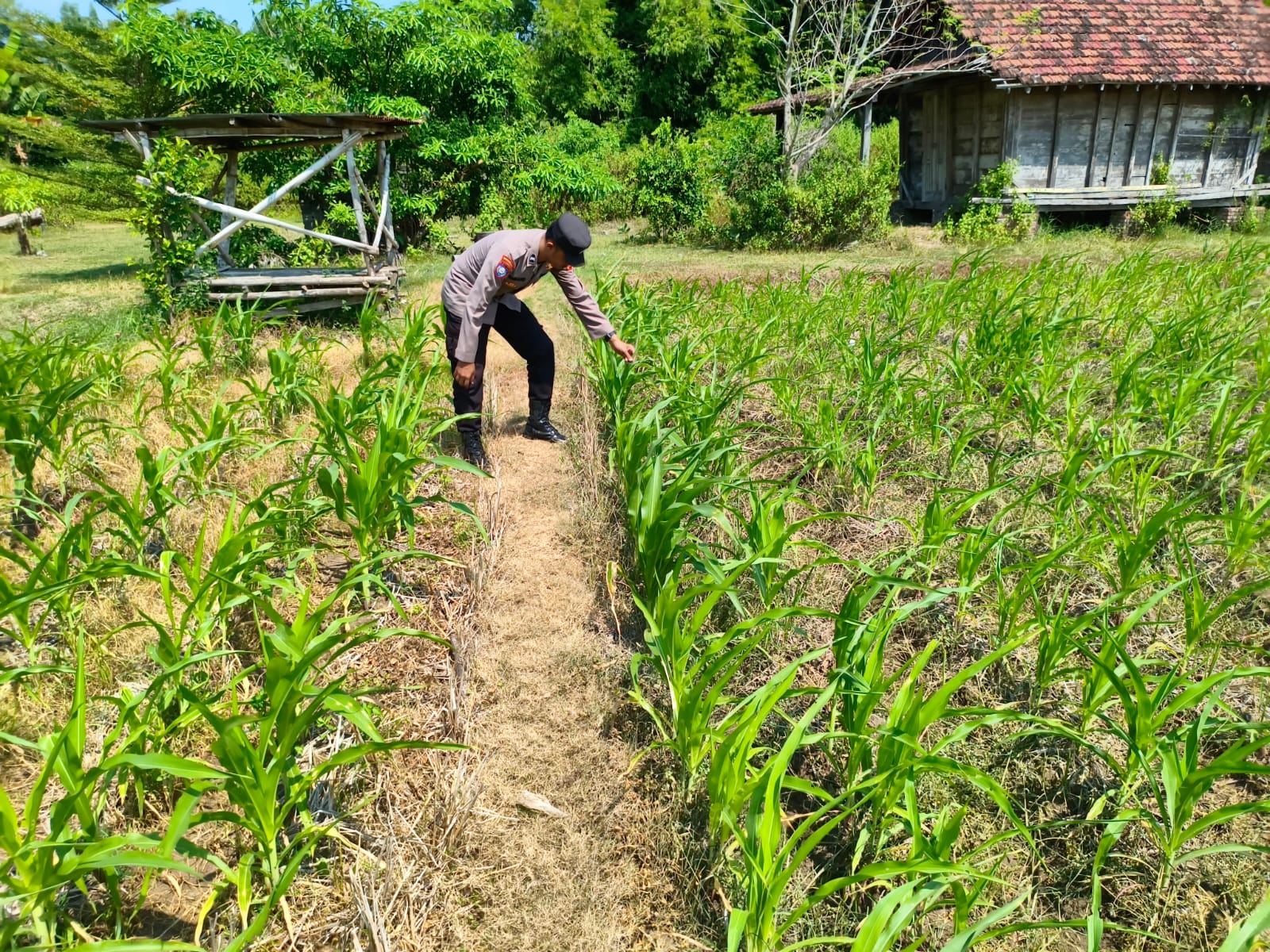 Bhabinkamtibmas Desa Kepel Dampingi Petani Jagung Dukung Ketahanan Pangan Nasional