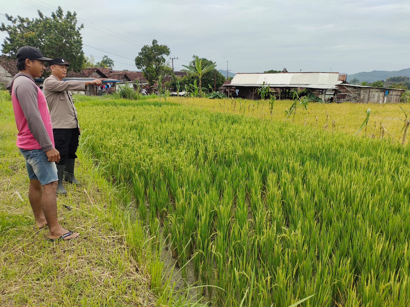 Polisi Pantau Lahan Tadah Hujan di Bajang, Pastikan Jagung dan Padi Tetap Produktif