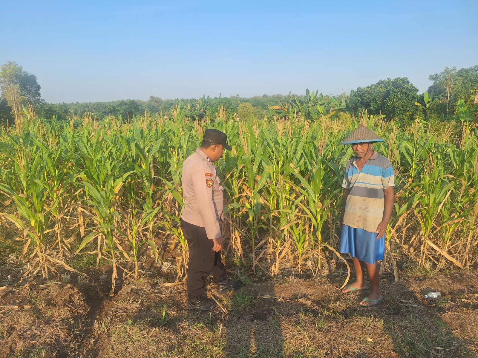 Bhabinkamtibmas Desa Sanggrahan Pantau Lahan Jagung, Antisipasi Dampak Musim Kemarau
