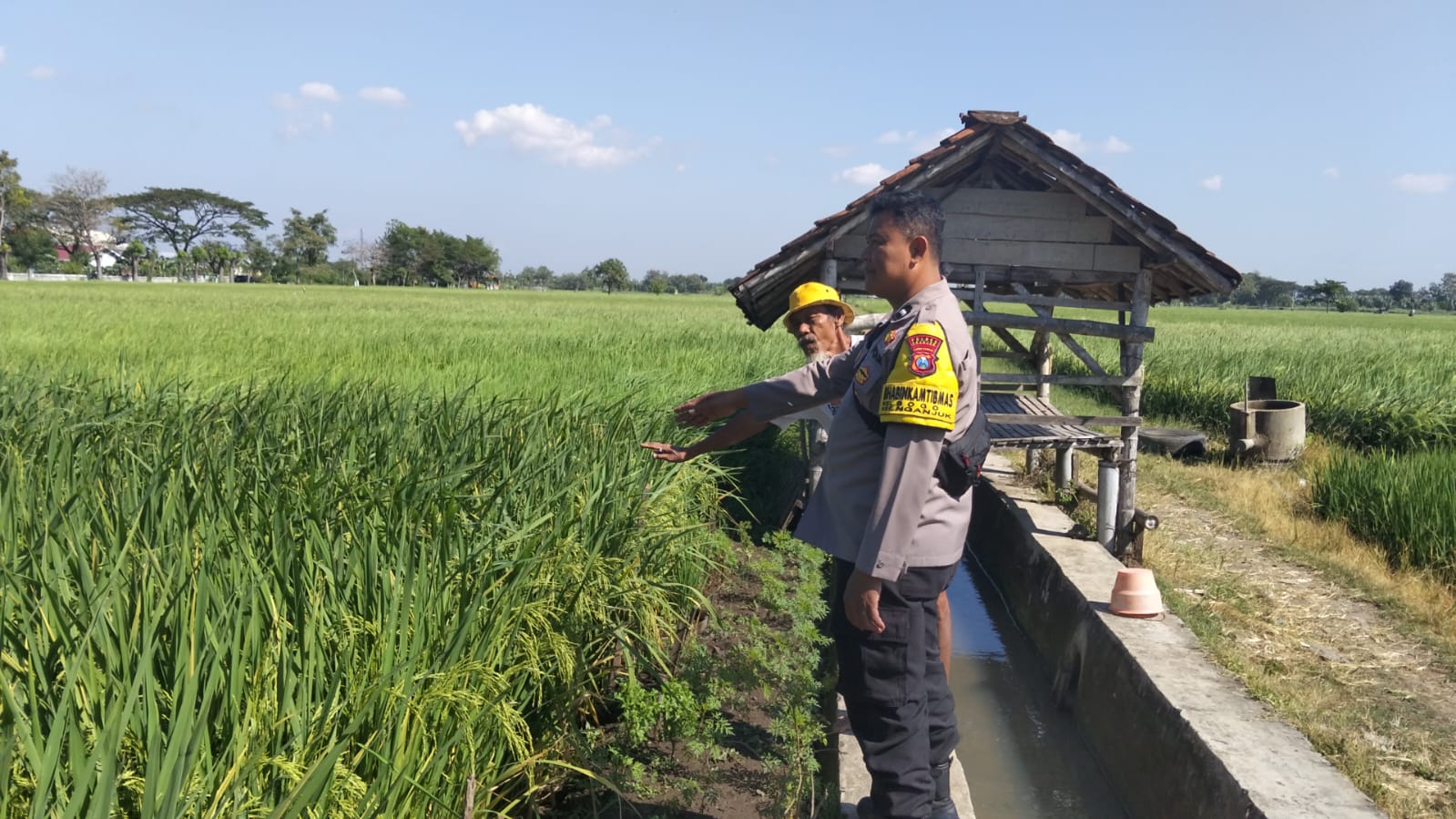 Perkuat Ketahanan Pangan Nasional, Bhabinkamtibmas Kelurahan Bogo Sambangi Petani Padi