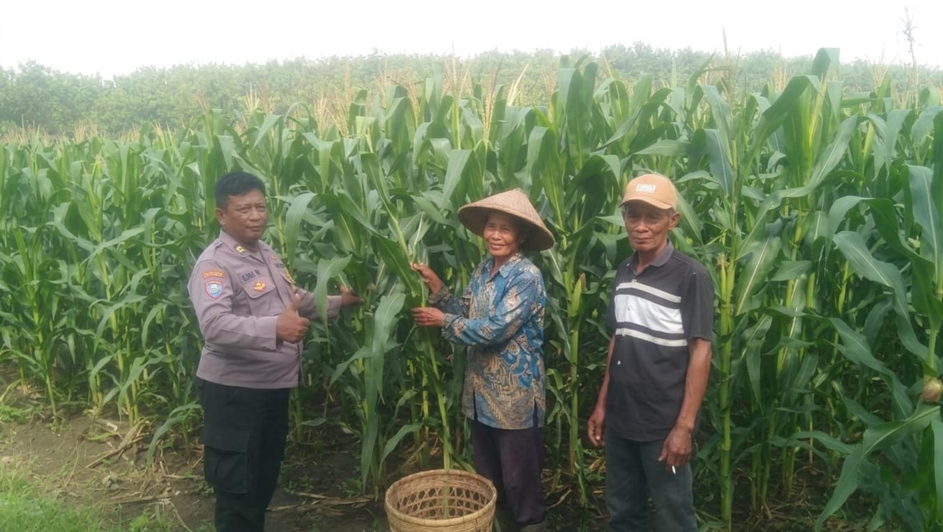 Polisi Pantau Lahan Jagung Warga Oro-Oro Ombo untuk Dukung Ketahanan Pangan