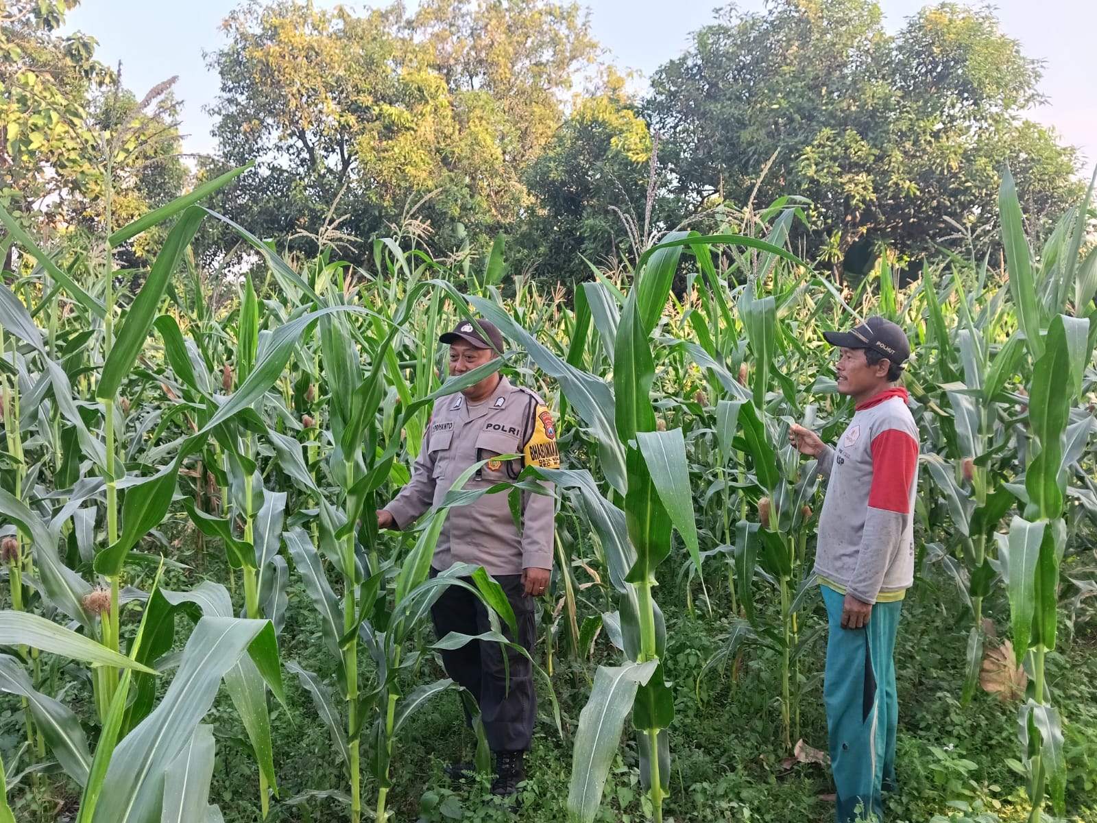 Polisi Pantau Jagung di Lahan Bahon, Petani Diingatkan Jaga Keamanan Kendaraan