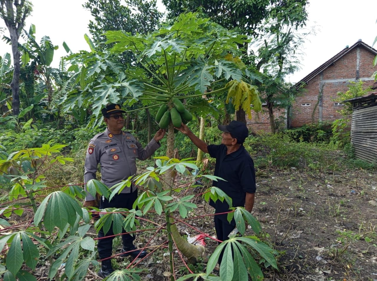 Kapolsek Patianrowo Pantau Pekarangan Pepaya Warga, Dukung Ketahanan Pangan Nasional
