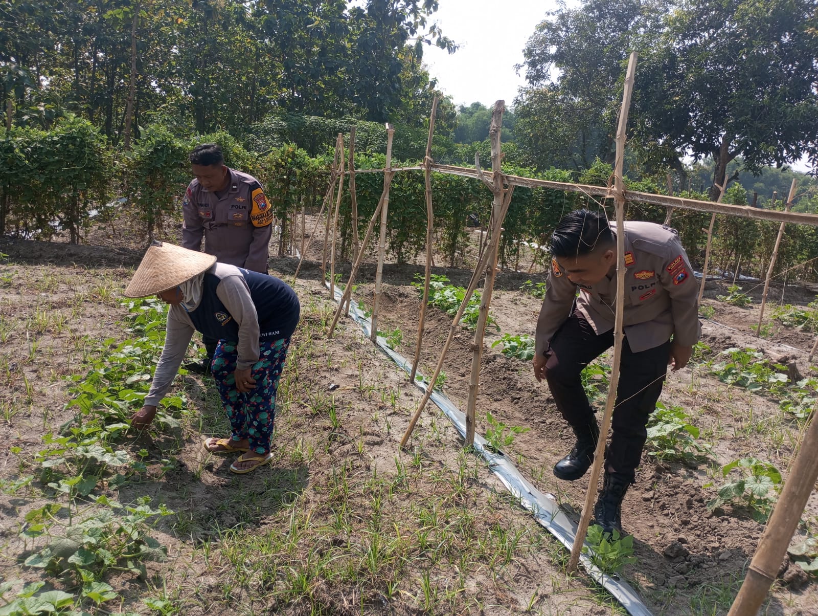 Lahan Sela Disulap Jadi Kebun Labu, Polisi Dampingi Warga Dukung Ketahanan Pangan