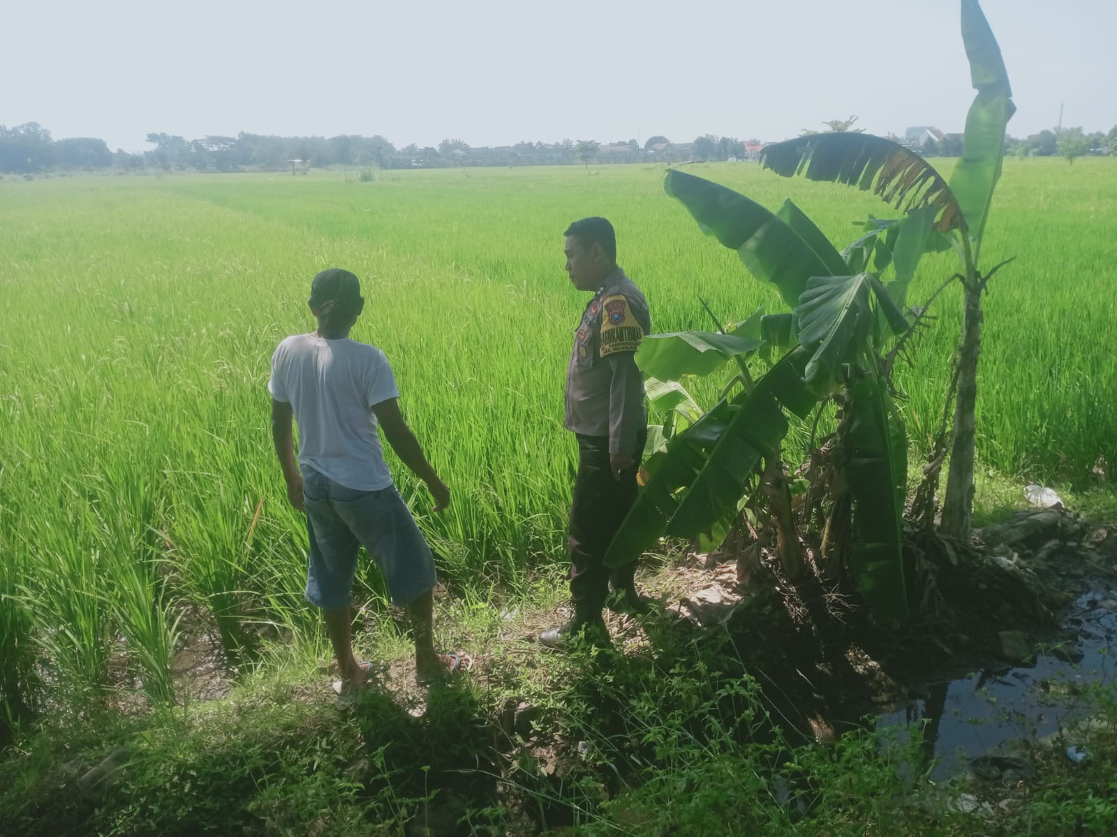 Sambangi Petani, Bhabinkamtibmas Kelurahan Cangkringan Dukung Ketahanan Pangan dan Swasembada Pangan Nasional
