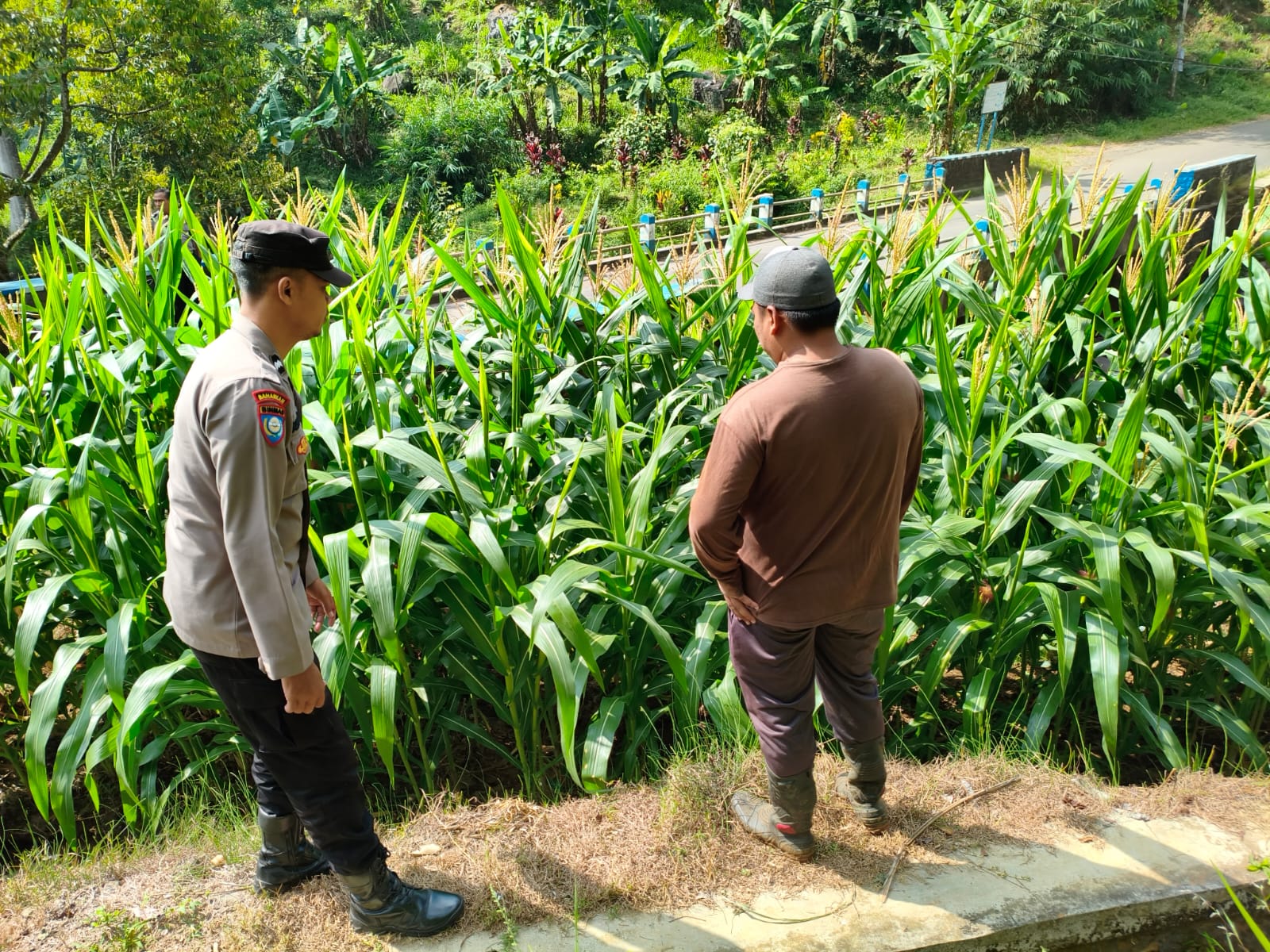 Polisi Dampingi Petani Jagung di Kepel, Perkuat Ketahanan Pangan Nasional