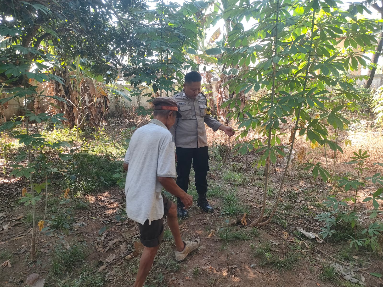 Polisi Pantau Pekarangan Singkong Warga Bungur, Dukung Ketahanan Pangan Nasional