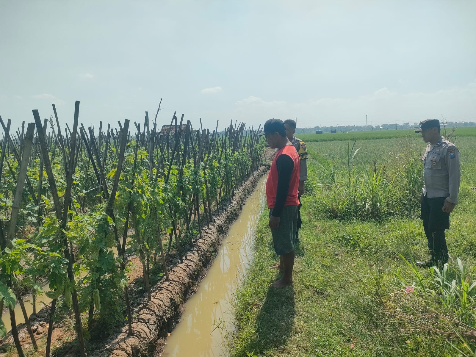 Cuaca Mendukung, Bhabinkamtibmas Patianrowo Pantau Budidaya Melon di Lahan Sela Warga