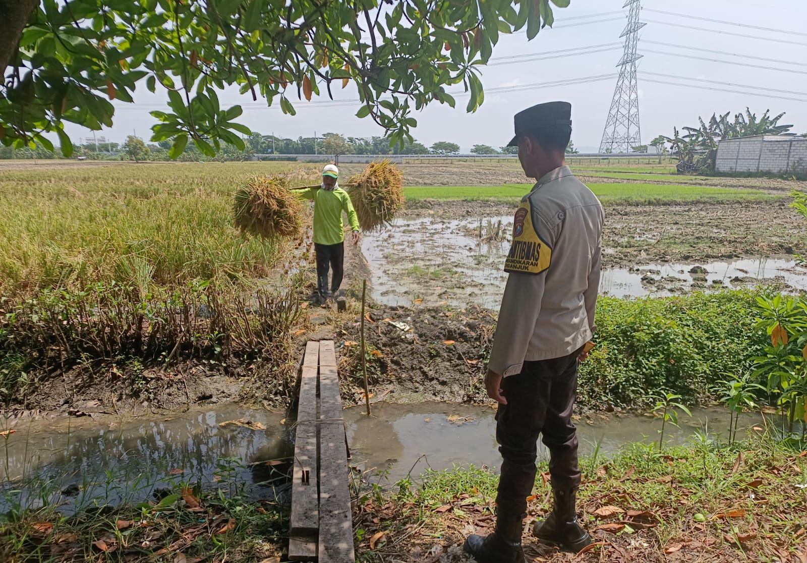 Bhabinkamtibmas Kelurahan Mangundikaran Pantau Panen Padi Warga, Dukung Swasembada Pangan Nasional