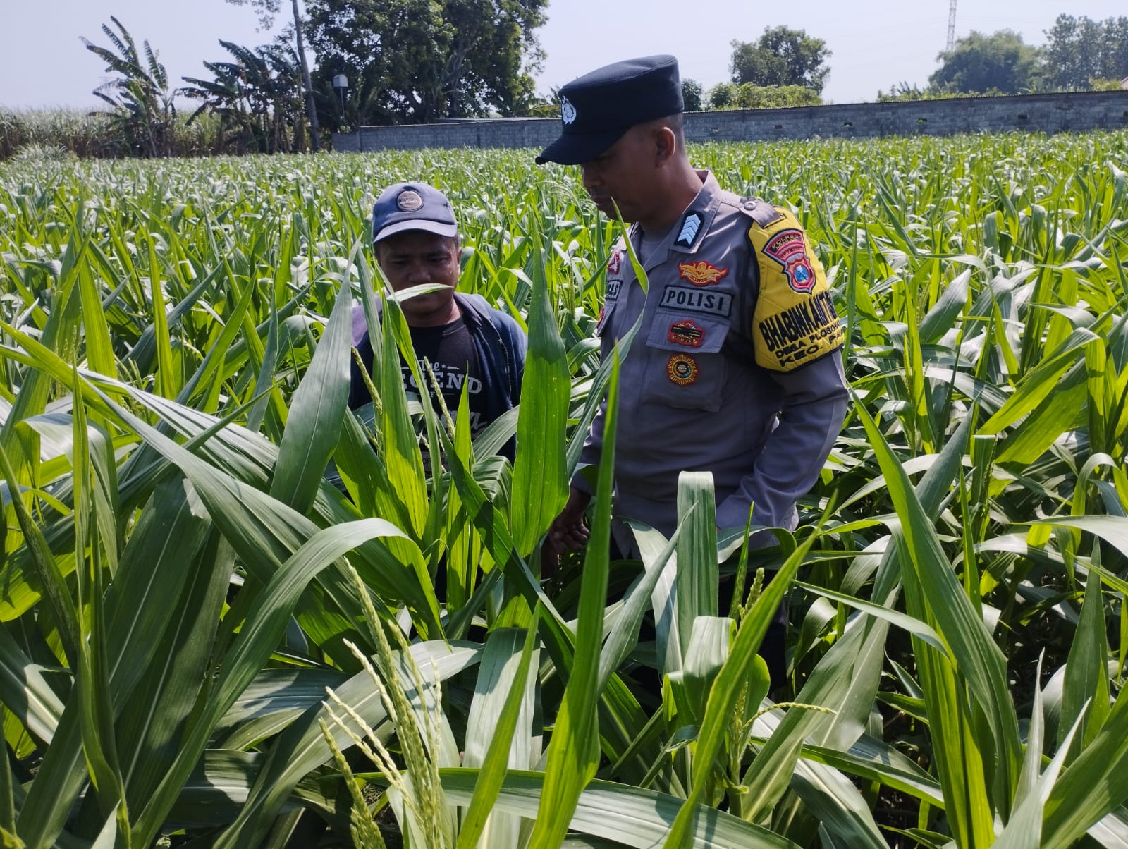 Pantau Lahan Jagung, Bhabinkamtibmas Pace Ingatkan Petani Gunakan Kunci Ganda
