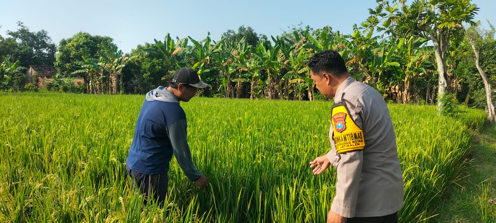 Bhabinkamtibmas Desa Gondang wetan Monitoring Tanaman Padi, Wujud Dukungan Polri terhadap Ketahanan Pangan Nasional