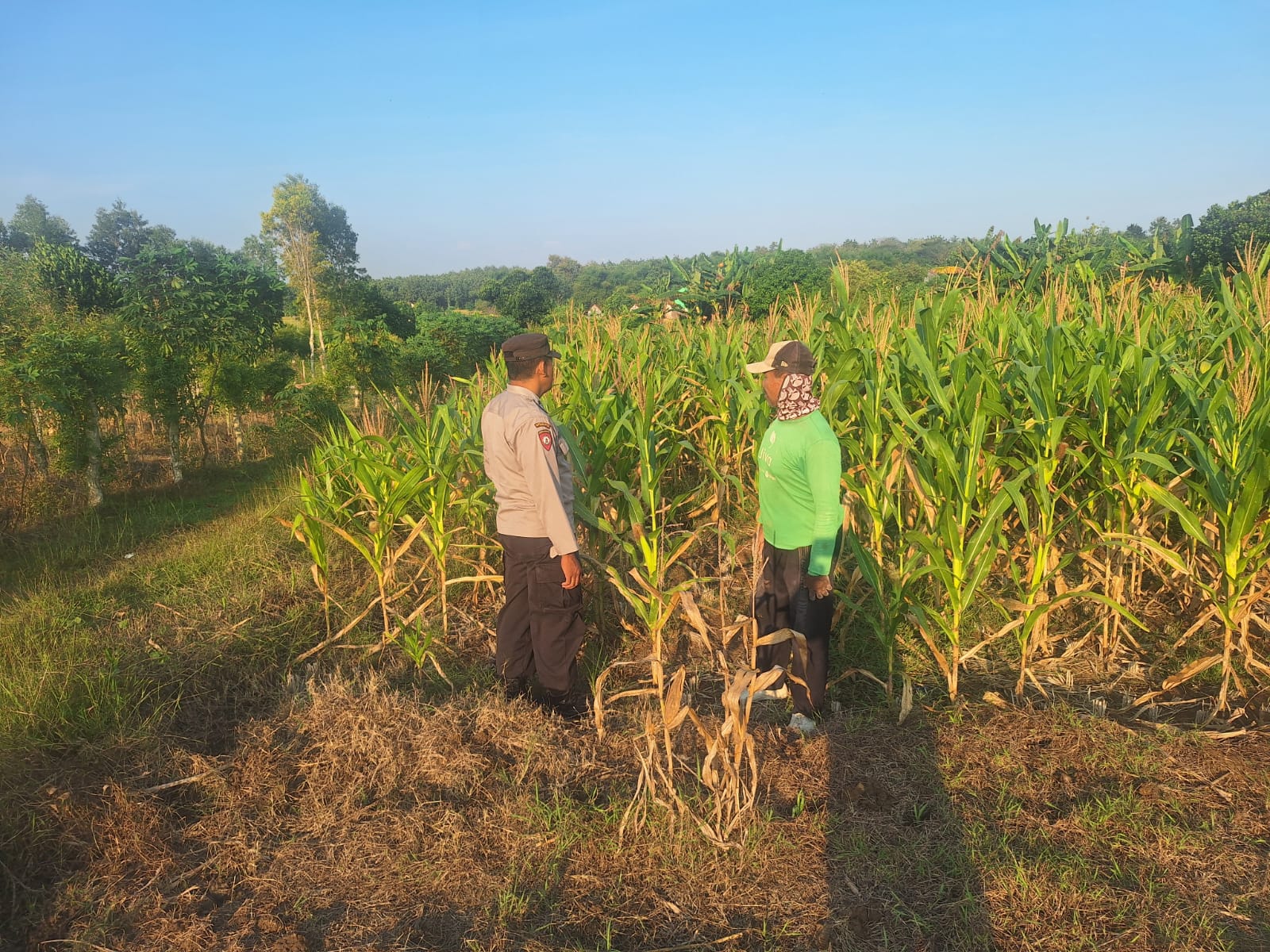 Hadapi Musim Kemarau, Polisi Pantau Lahan Jagung dengan Dukungan Sumur Bor di Karangsono