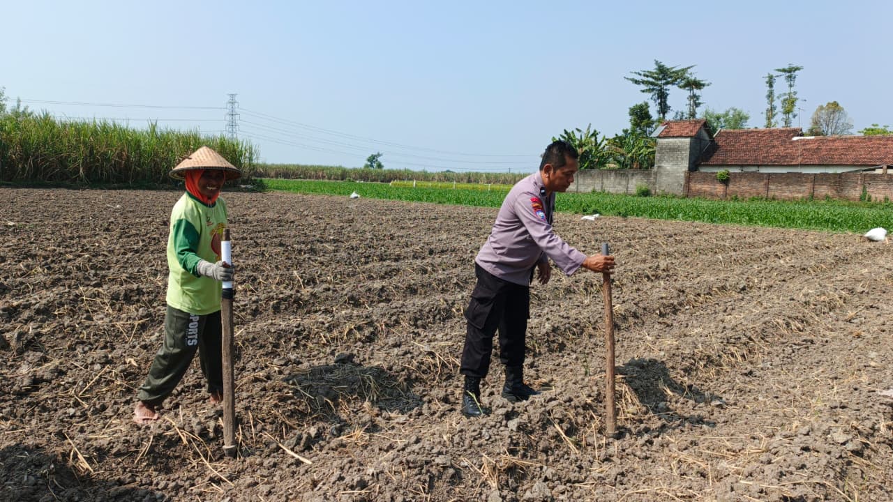 Dukung Ketahanan Pangan Nasional, Bhabinkamtibmas Desa Lambang Kuning Pantau Lahan Jagung Warga Binaan