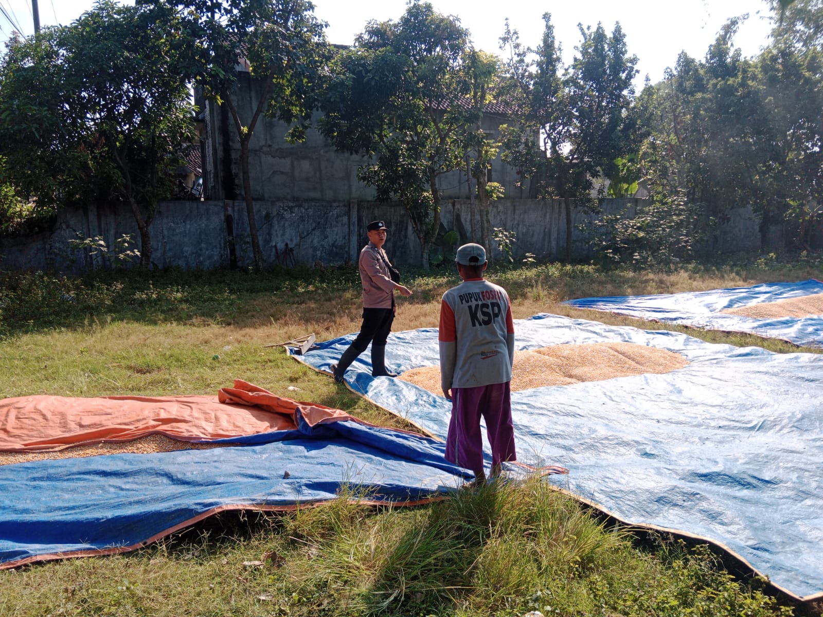 Polisi Pantau Panen Jagung Warga Glidah, Dukung Ketahanan Pangan Nasional